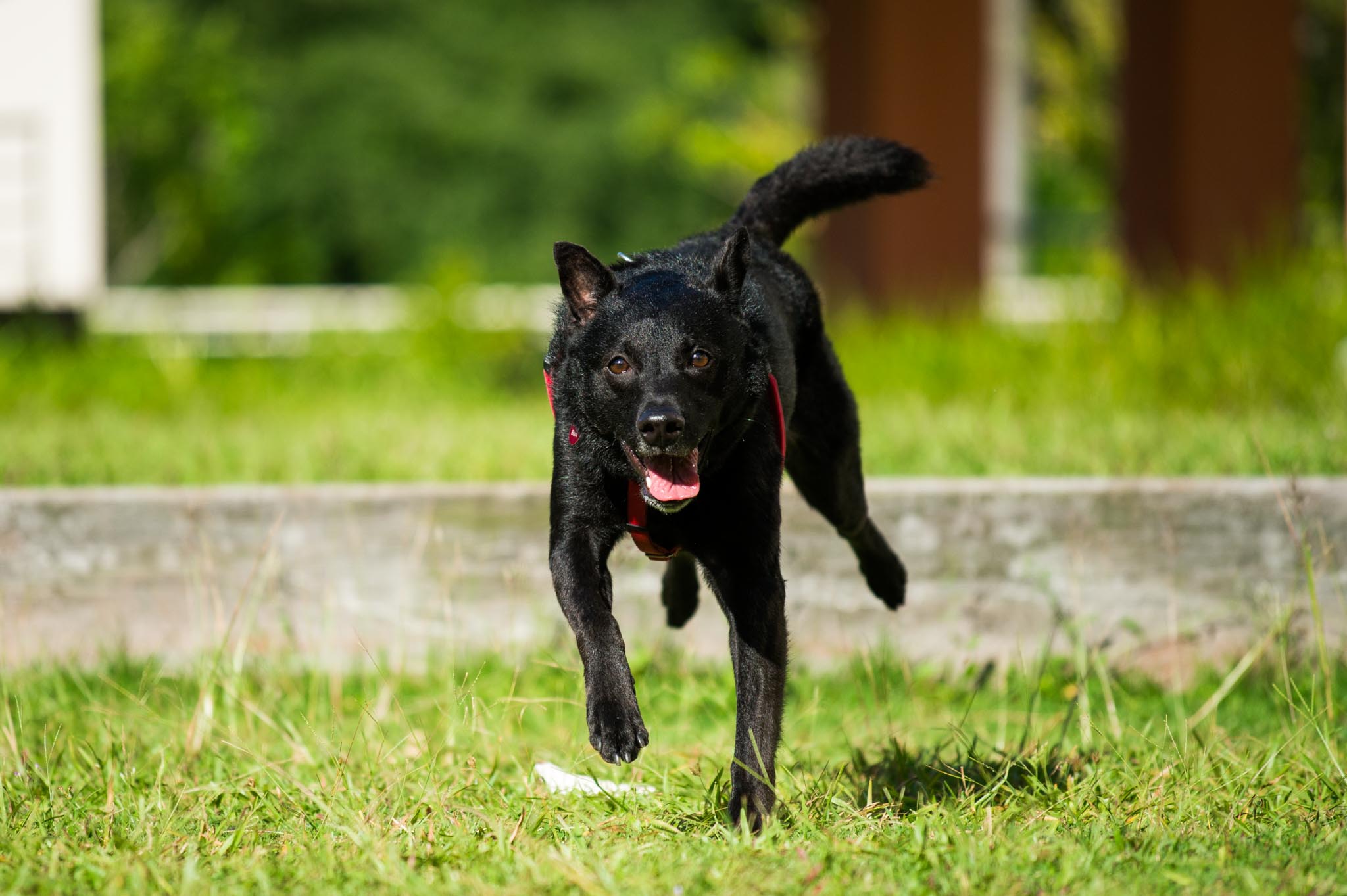 Action Photography for Pets in Singapore