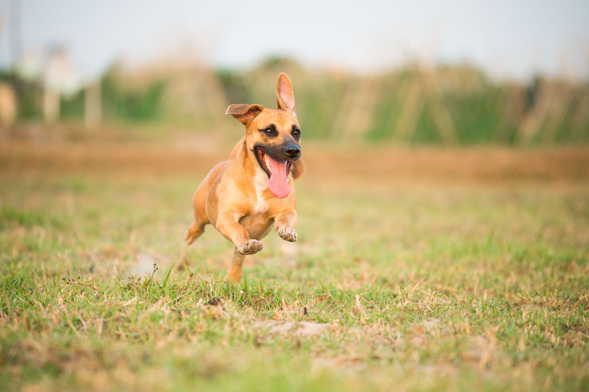 Dog running closeup for outdoor pet photography