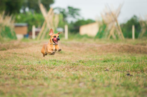 Dog running across field