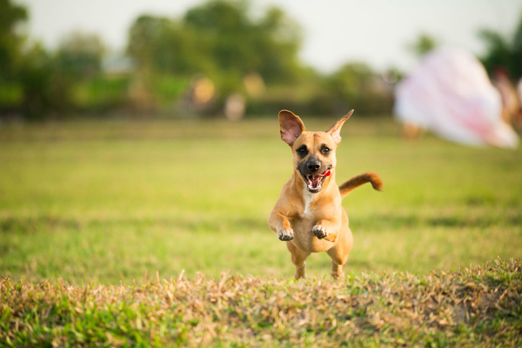 Dog running towards camera for pet photography