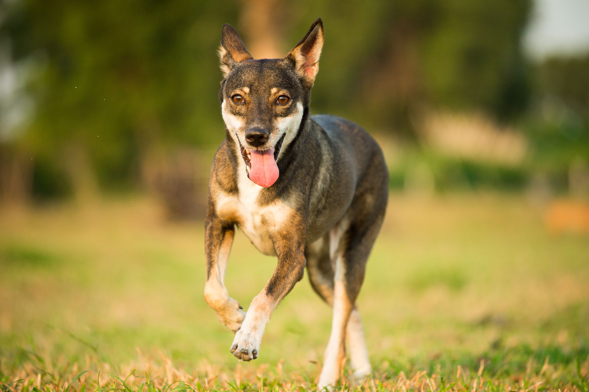 Dog running on a field for pet photographs